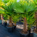Trachycarpus Fortunei (Palma konopná) kont. C55L, výška kmeňa: 50-60 cm, celková výška: 140-160 cm (-17°C)